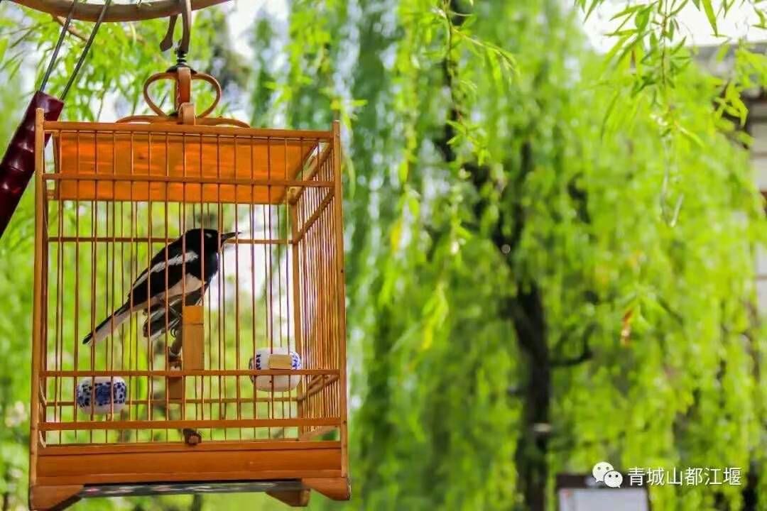 强烈推荐都江堰旅游两日游,成都都江堰一日游景点推荐