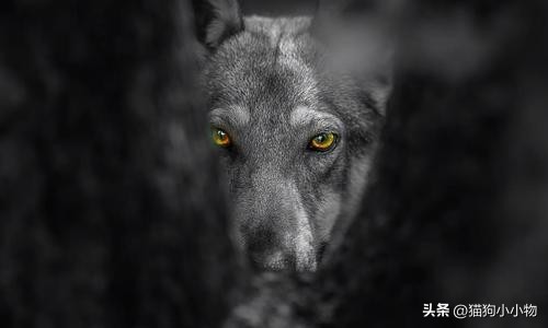 捷克狼犬超帅的照片,捷克狼犬是真的帅