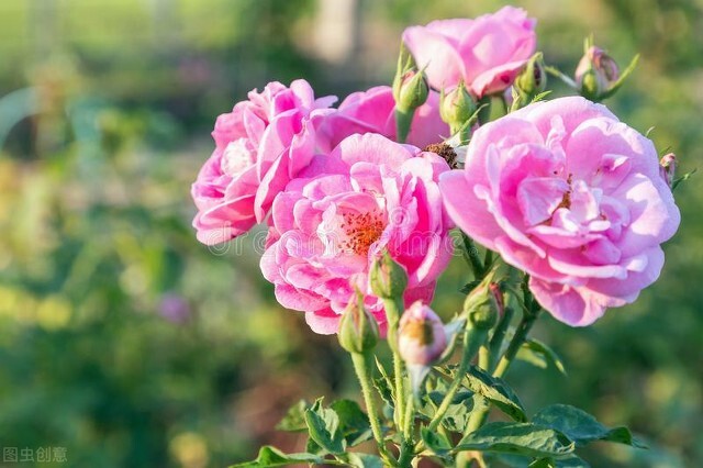 玫瑰花的各种颜色的花语和寓意,各种颜色的玫瑰花花语大全