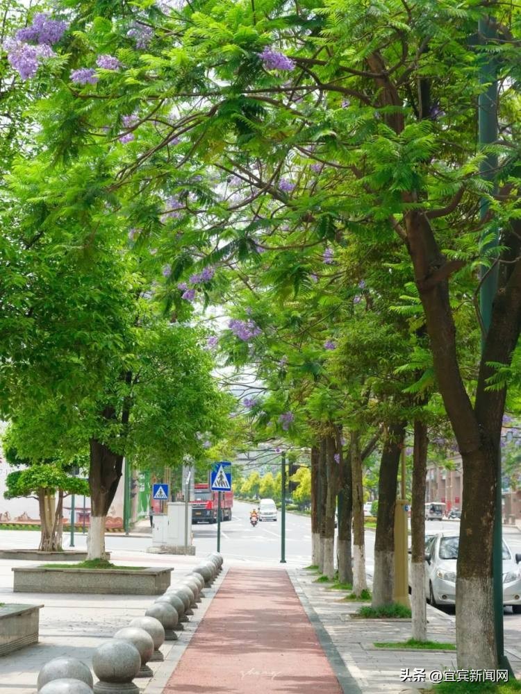 泸州蓝花楹打卡地,蓝花楹打卡点照片