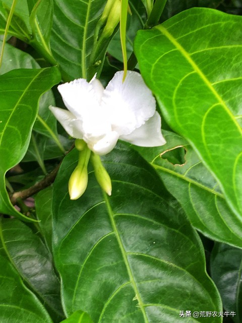 狗咬伤药,狗尾草治狗咬伤方法