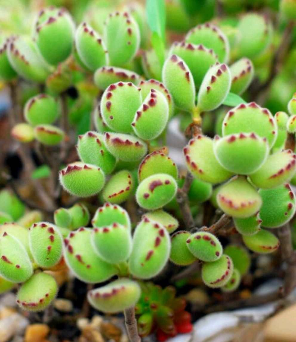 十二卷多肉的品种图鉴,100种多肉植物图片大全