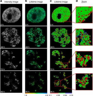 凝胶成像仪结构图,成像仪简介