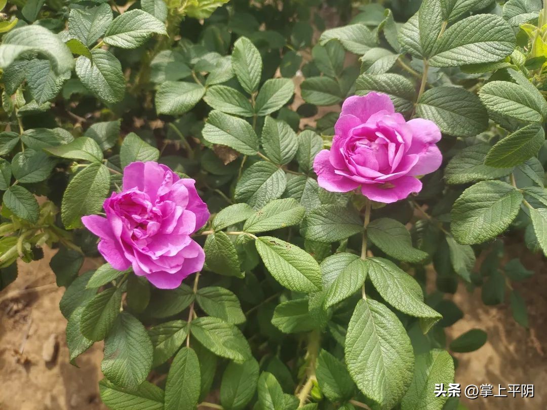 山东商报济南记者站,山东商报创刊