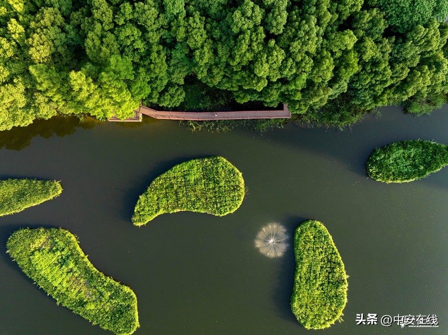 合肥湿地公园好去处,安徽合肥秀美风景