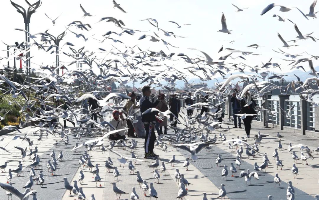 有一种生活叫做云南的生活,有一种叫云南的生活原文