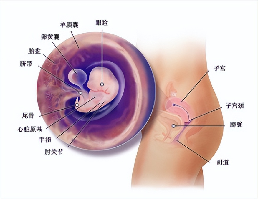 十月怀胎都是怎么度过的,十月怀胎过程视频大全