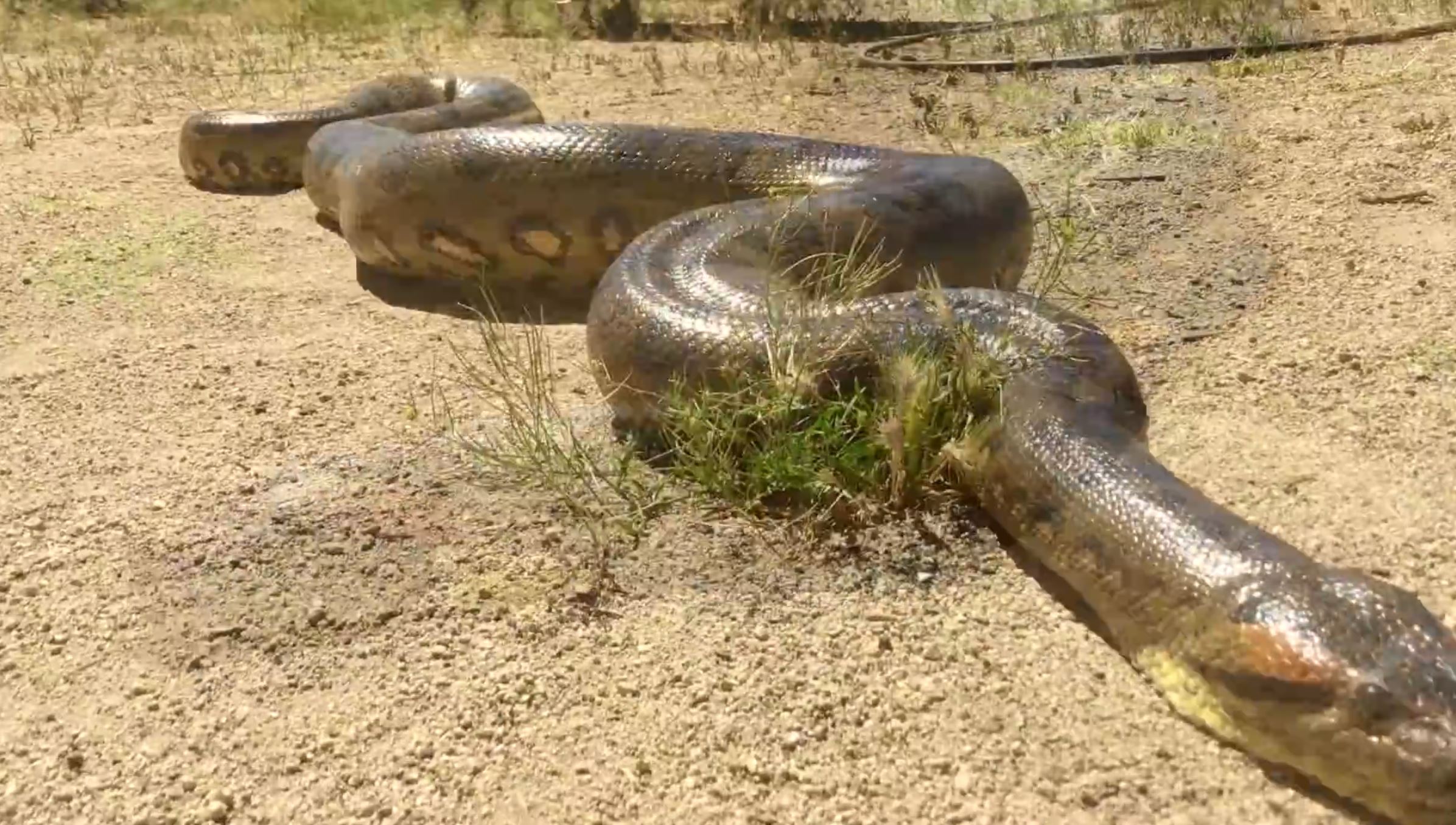 如果被蟒蛇吞下去，能否开膛破肚逃生？