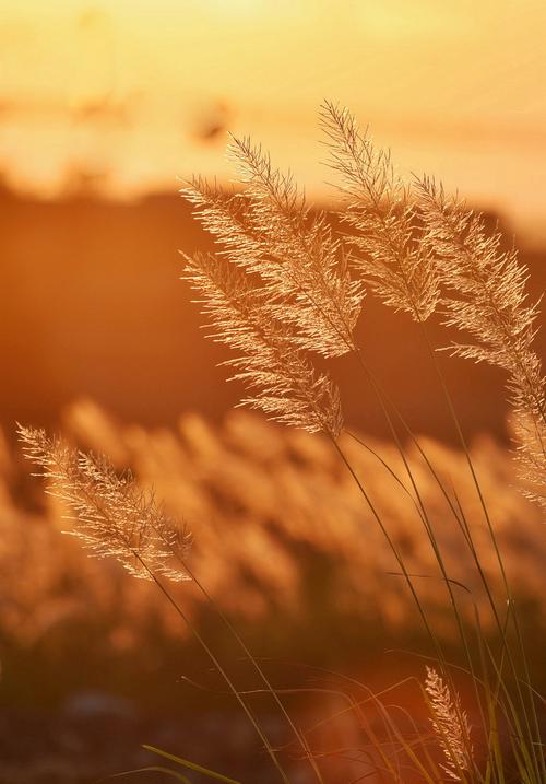 时光流逝蓦然回首散文,岁月微凉的经典散文