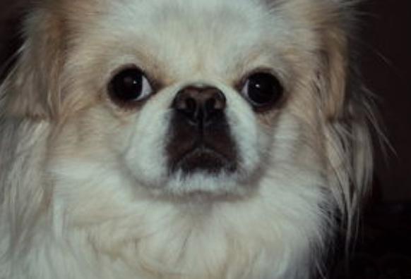 京巴抵抗力弱,小京巴怎么训