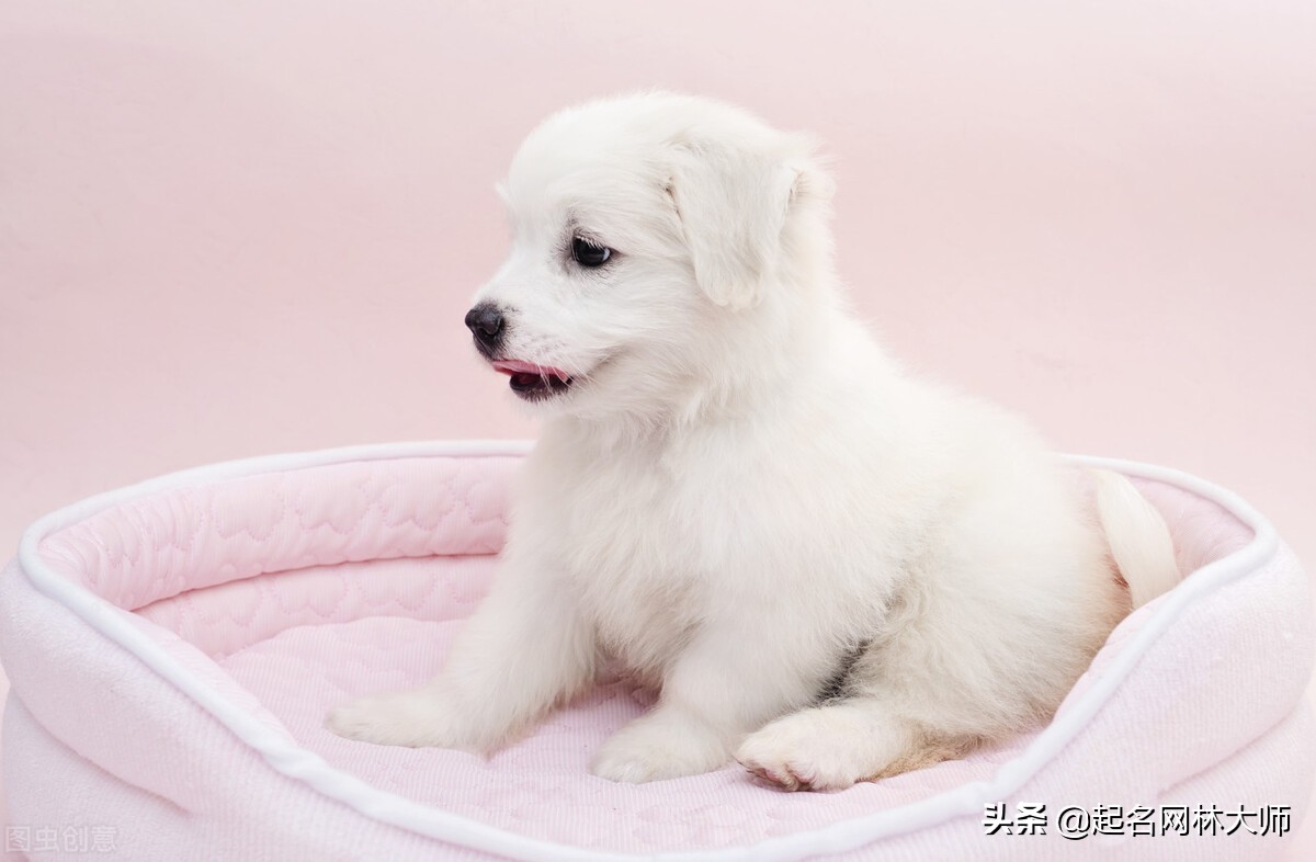 给狗狗起霸气的名字,狗狗霸气又稀有的名字