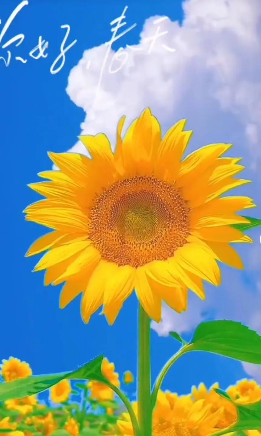 销售口才训练100句经典语录,汽车销售话术900句顺口溜