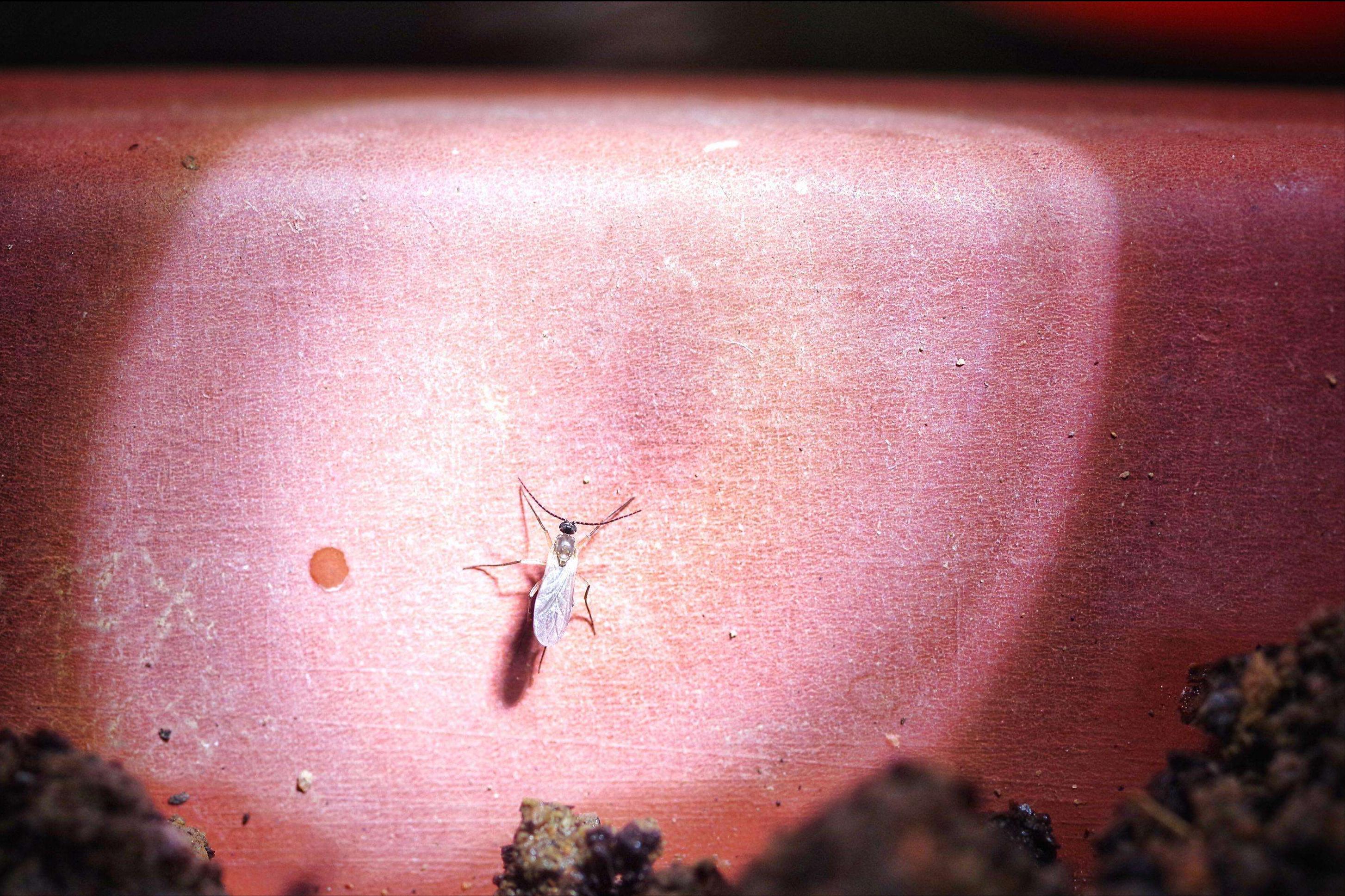 用什么可以杀死小蠓虫最有效,小蠓虫属于什么虫子