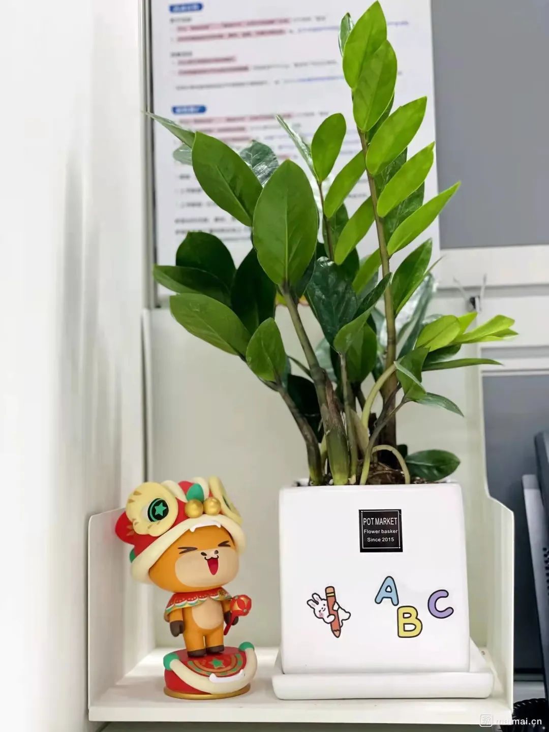 办公室必买的绿植,适合办公室的大型绿植大全