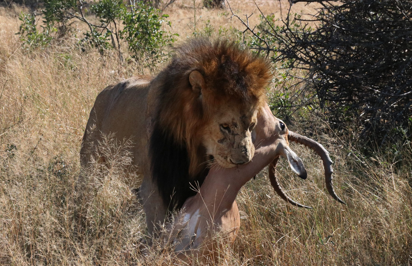比特犬vs狮子，当犬科一哥遇到猫科老大，谁会笑到最后呢？