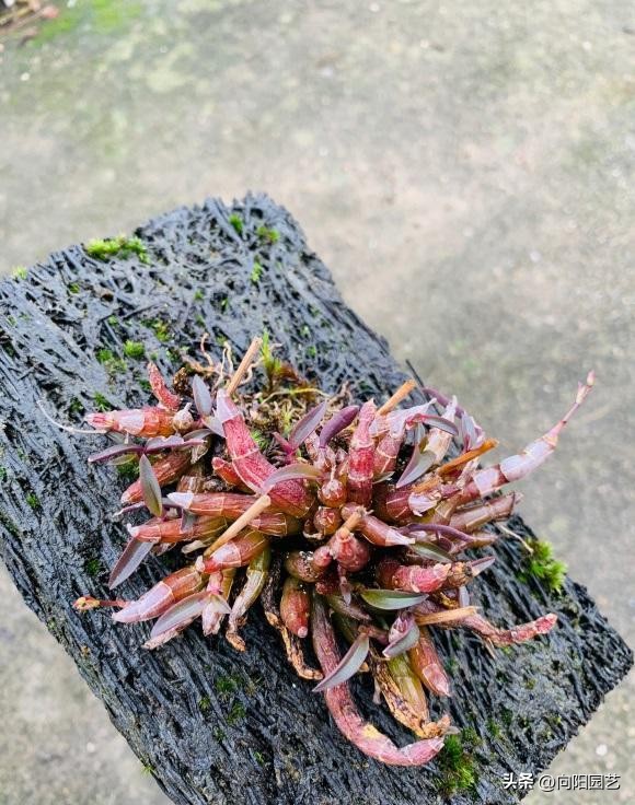 野生石斛在树上如何家养,野生石斛生长环境