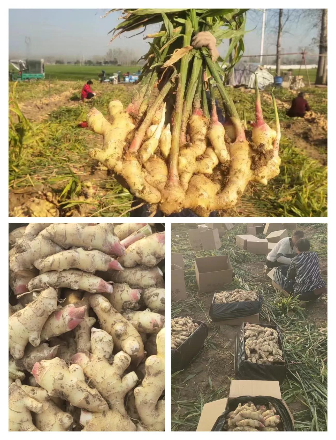 新春走基层小山村迎来新希望,新春走基层贫困户成致富能手