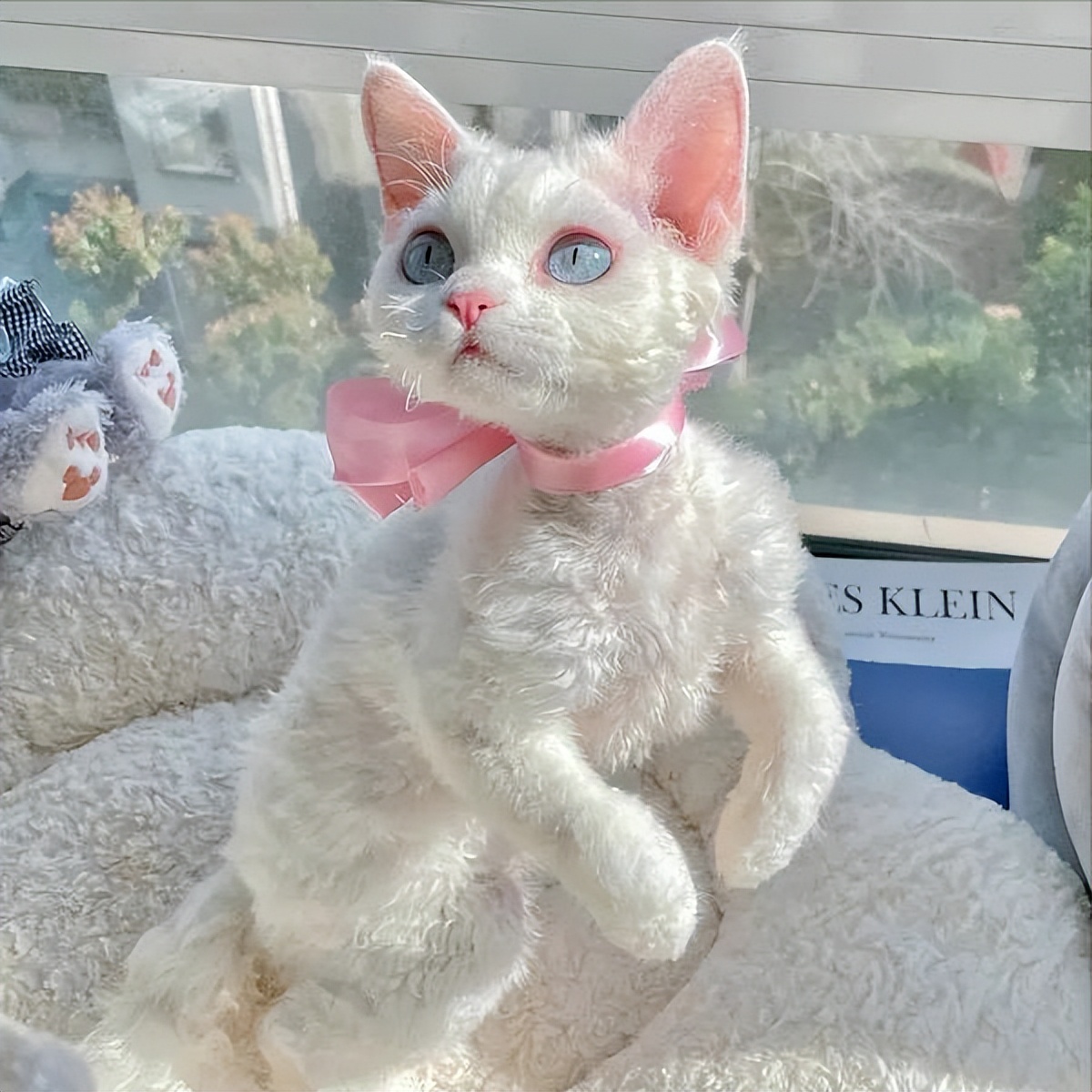 这5种猫堪称白眼狼养了也白养,新手最容易养的5种猫