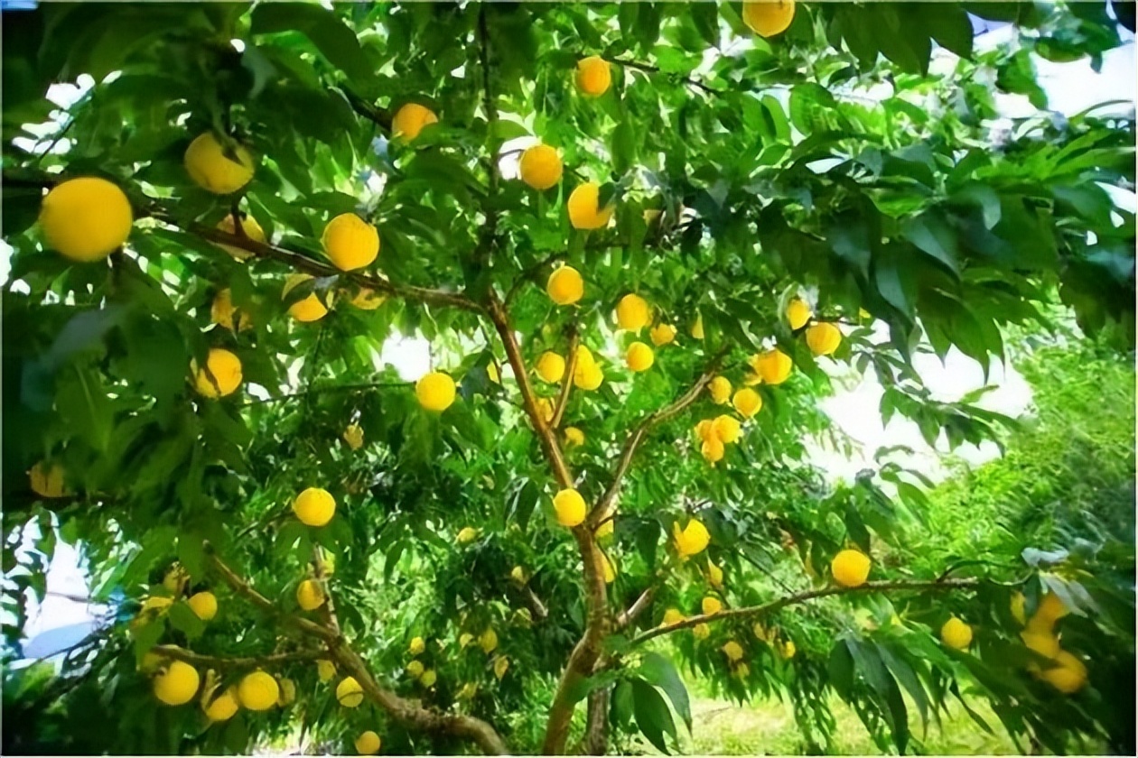 炎陵中熟黄桃 (炎陵黄桃有几个品种)