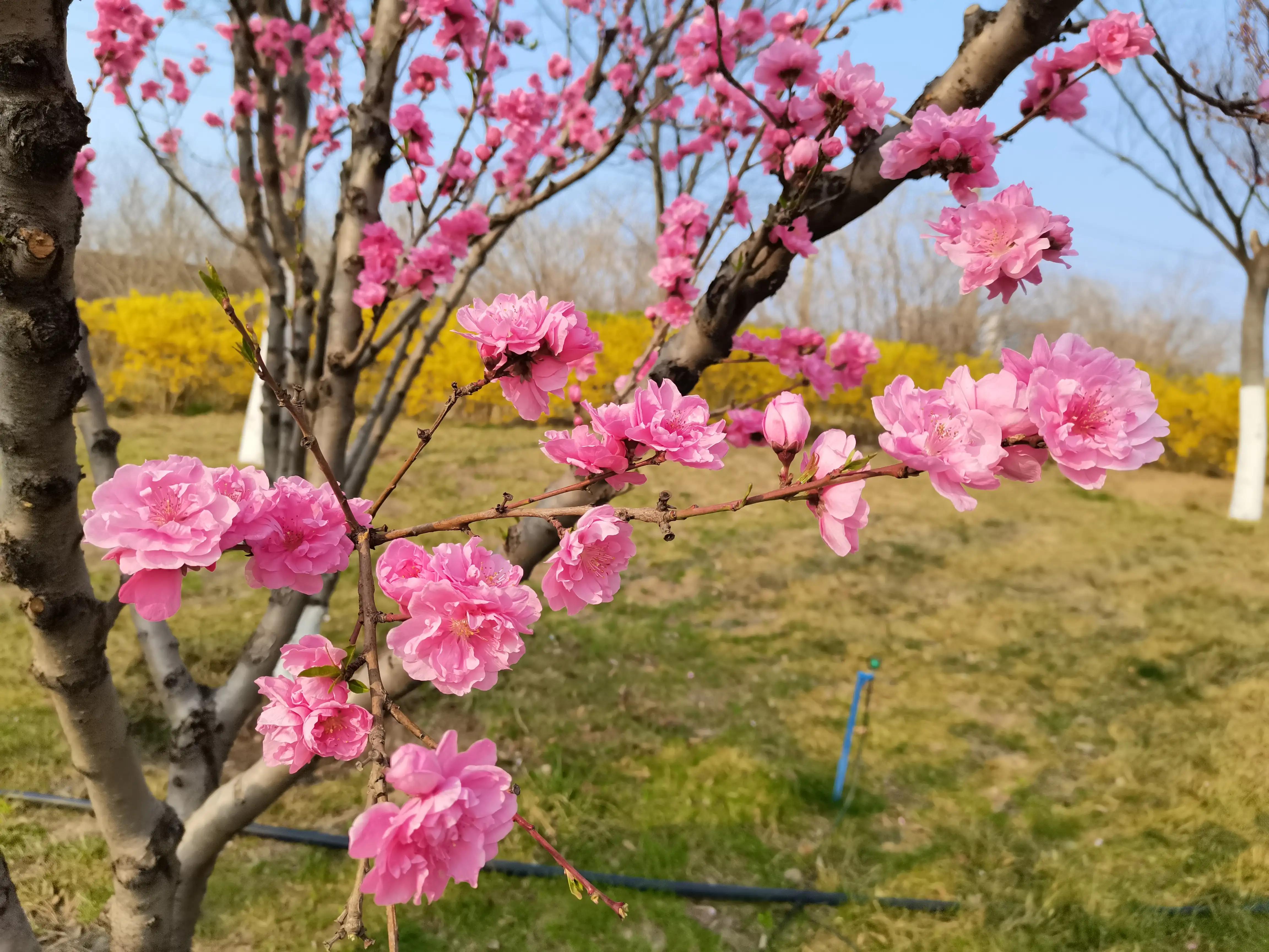 70年代化肥袋子做衣服,70年代用日本尿素化肥袋做裤子