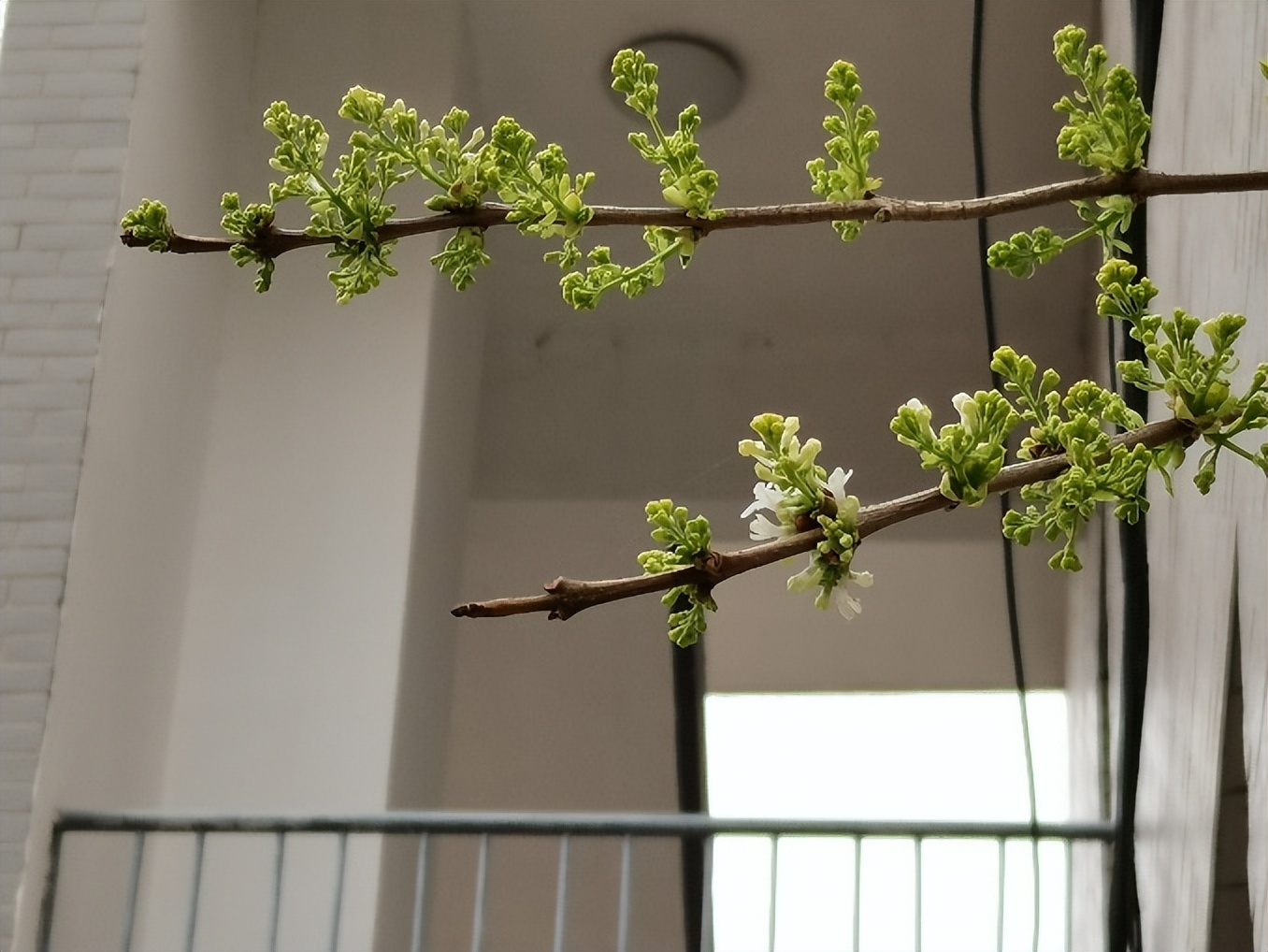 过敏季来袭！不怕，校园花粉地图帮你躲避