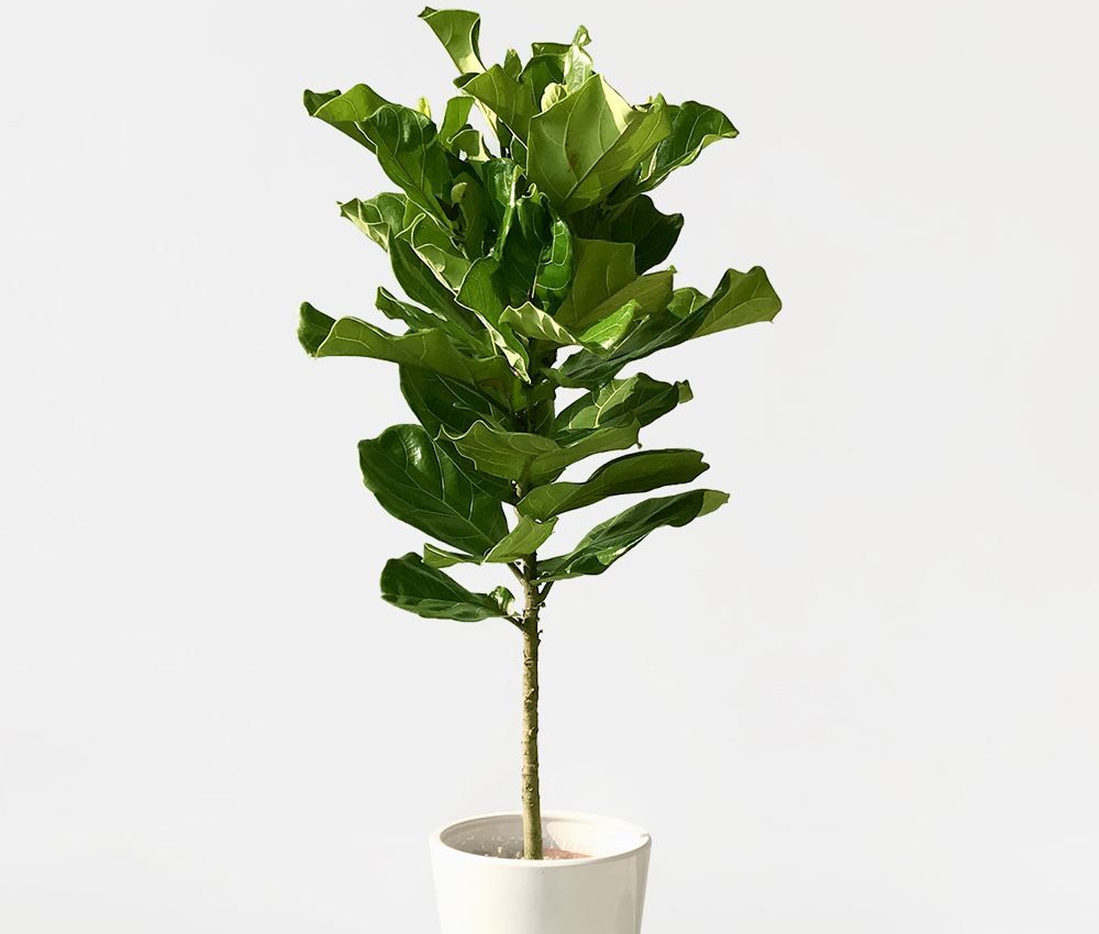 进阶为植物养殖高手必养的植物,20年种植经验告诉你多肉这样养