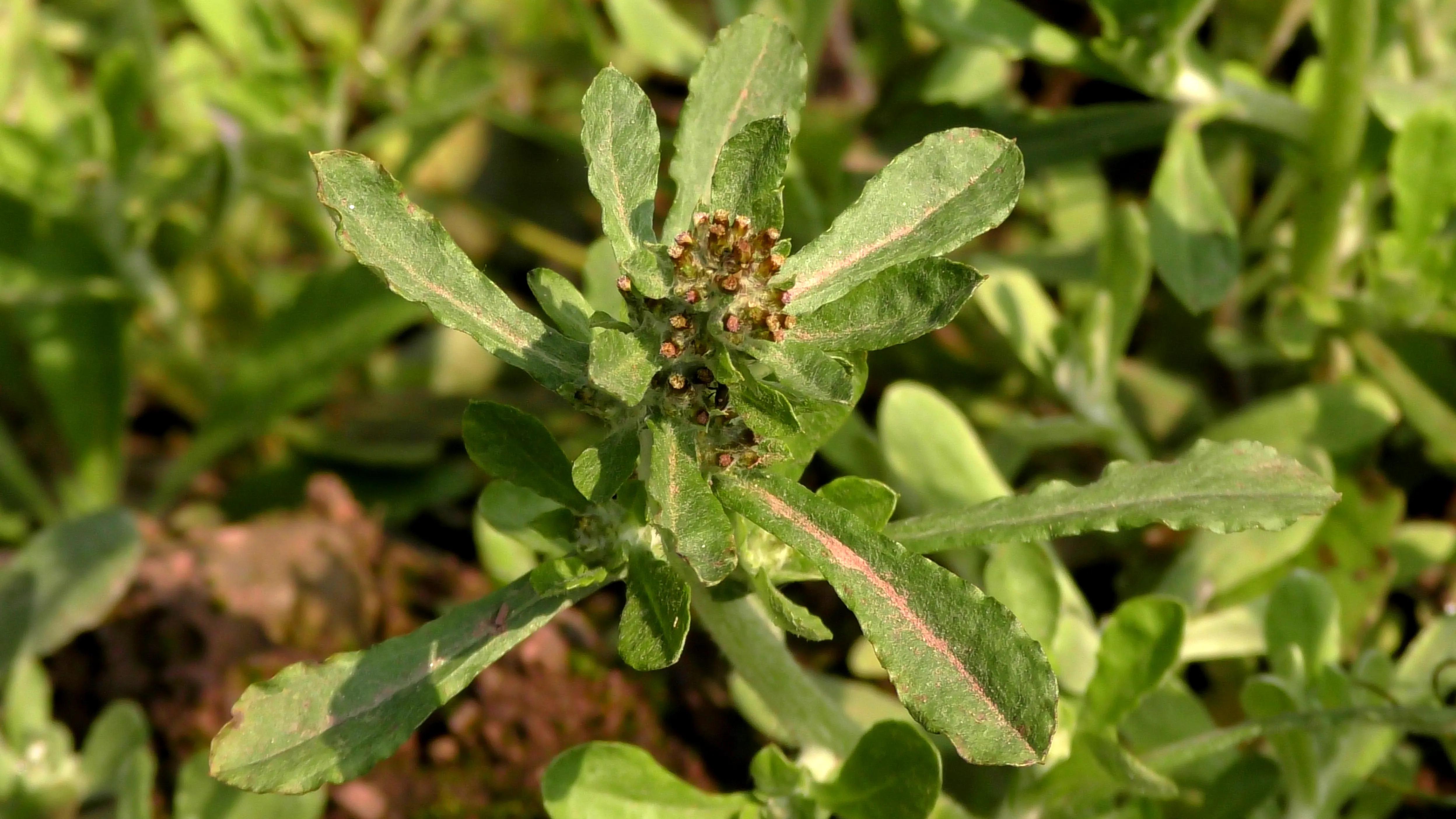 清明草野菜,农村野菜清明草
