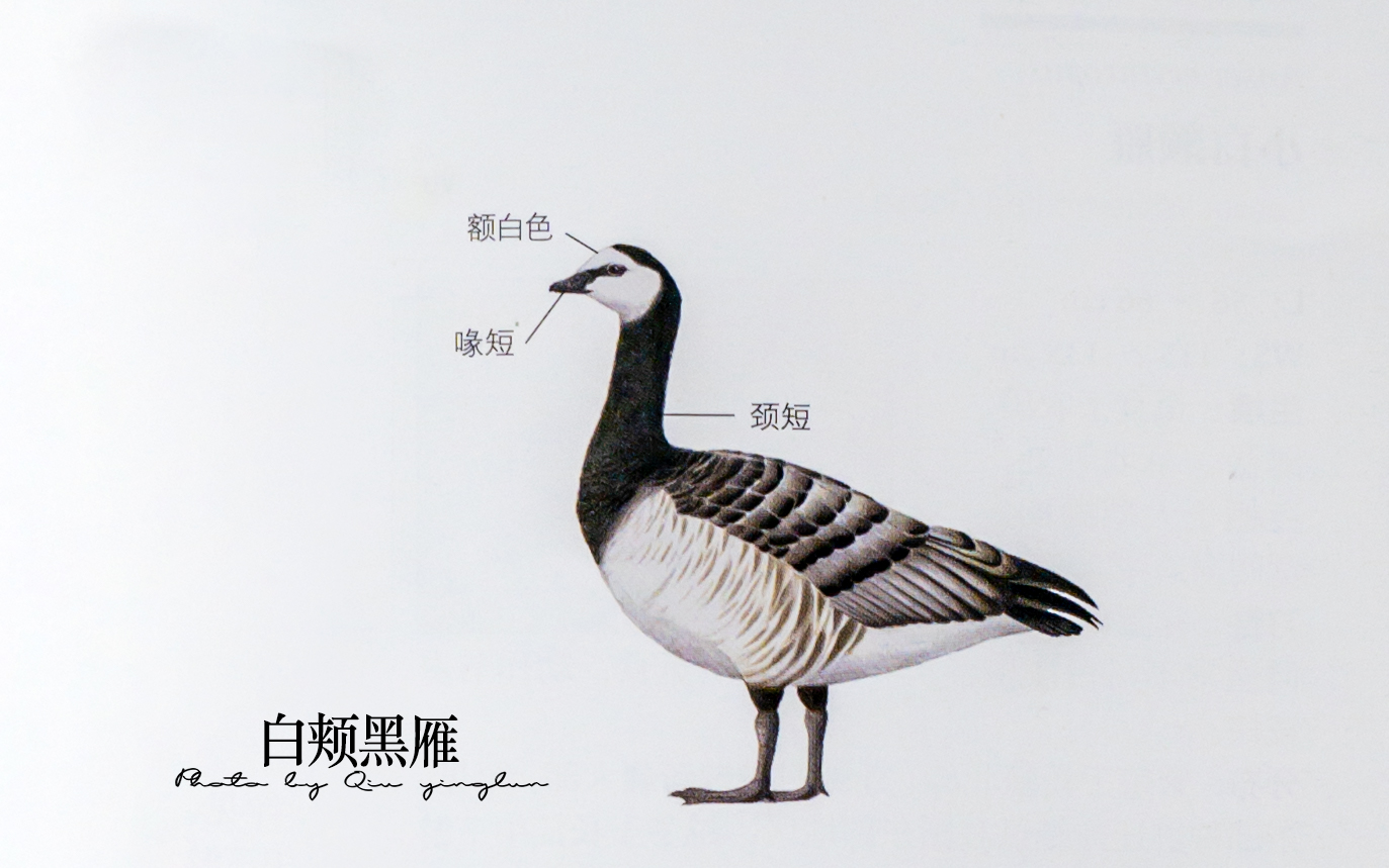 涓滄睙鎻借儨,涓滄睙鎻借儨楦熺被