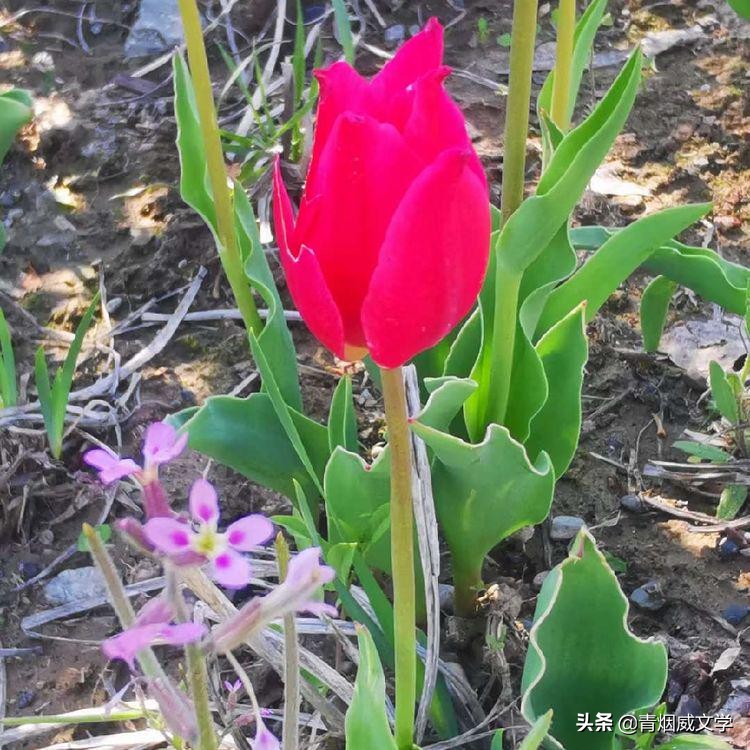 七绝梅花吟五首,秋天河边杨柳七绝