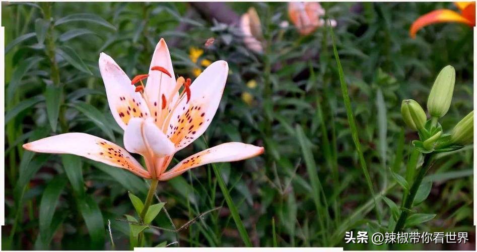 外地旅游连云港好吃的美食推荐,连云港旅游推荐美食