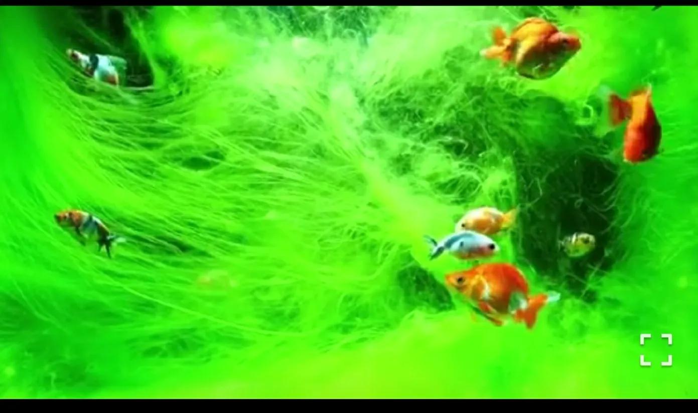 饲养金鱼的纯天然帮手——绿苔