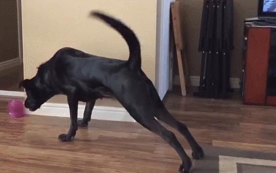 黑色拉布拉多和金毛哪个好养,农村养黑色拉布拉多