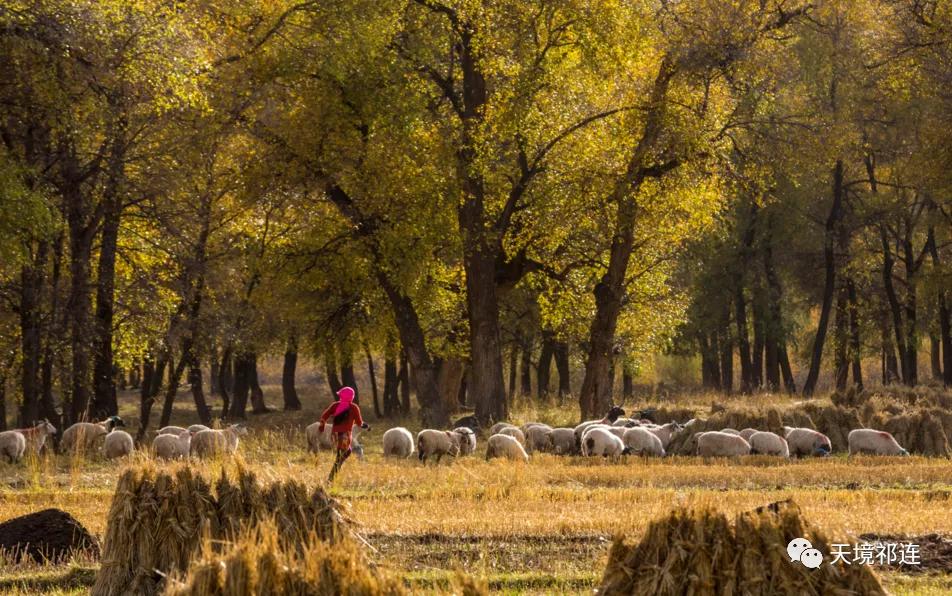 祁连，一座饱含乡愁的小城，是我不愿离开的理由！