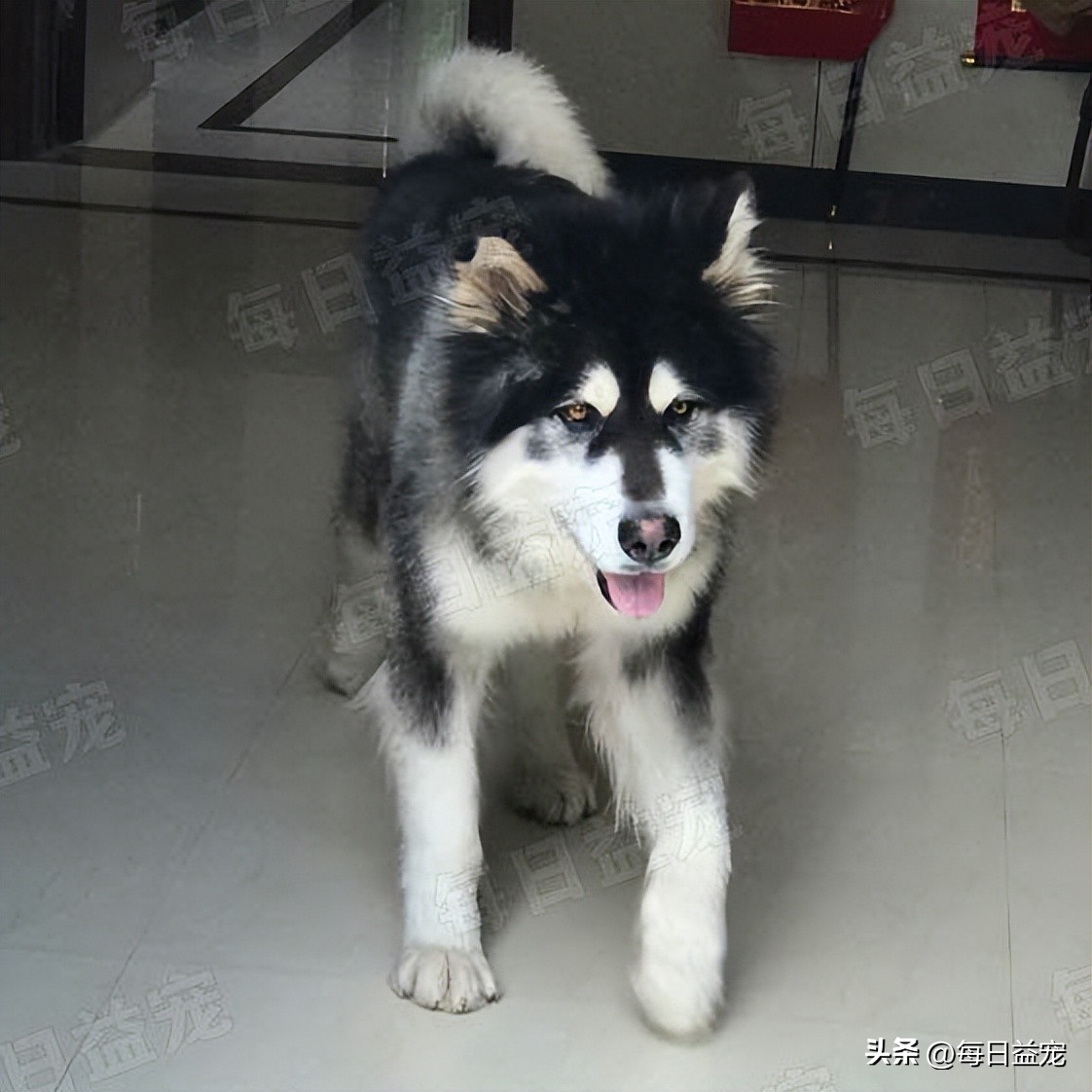 狗狗病情突发死亡,狗狗突发病死了