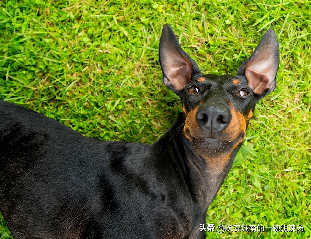 世界名犬大赛全程视频,西藏有哪些世界名犬