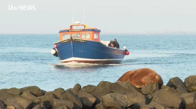 1200斤“女神”半夜被枪杀，尸体拆成标本！只因它亲密接触粉丝？