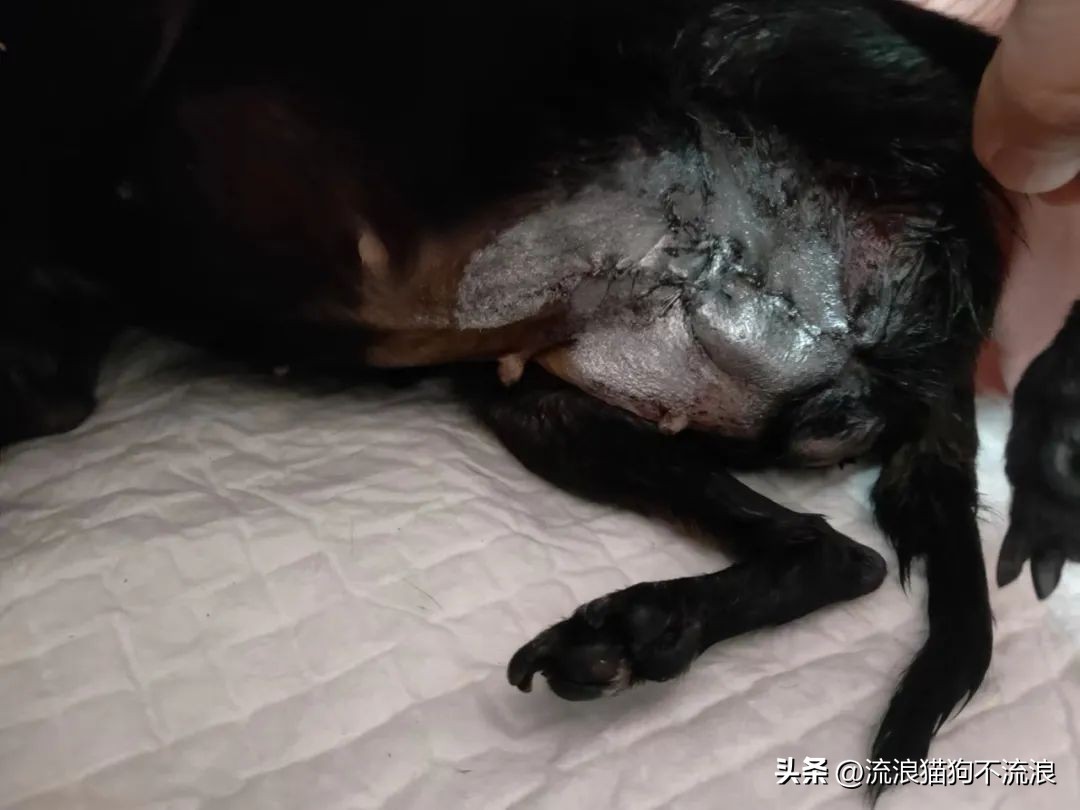 老狗疾病缠身口眼歪斜，最需要陪伴的时候，却遭主人无情抛弃