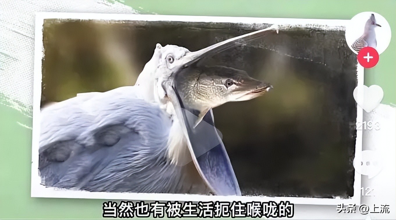 男孩景区遭鹈鹕灌顶,男孩被醍醐灌顶在什么景区