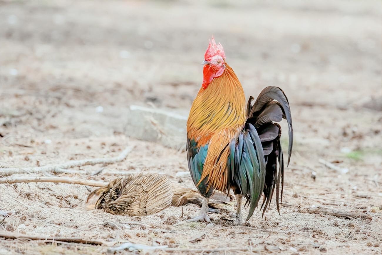 蛇和蜈蚣的毒哪个毒最强,五毒之一的蜈蚣到底有多强