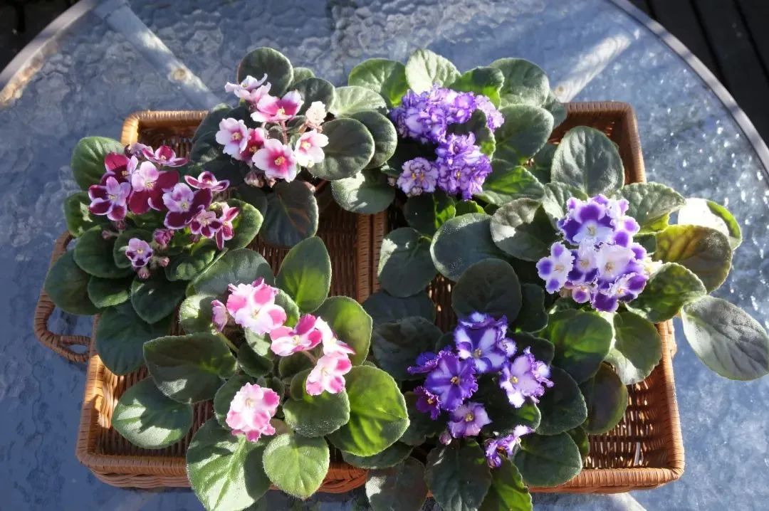 绿边紫罗兰植物图片,非洲紫罗兰怎么浇水
