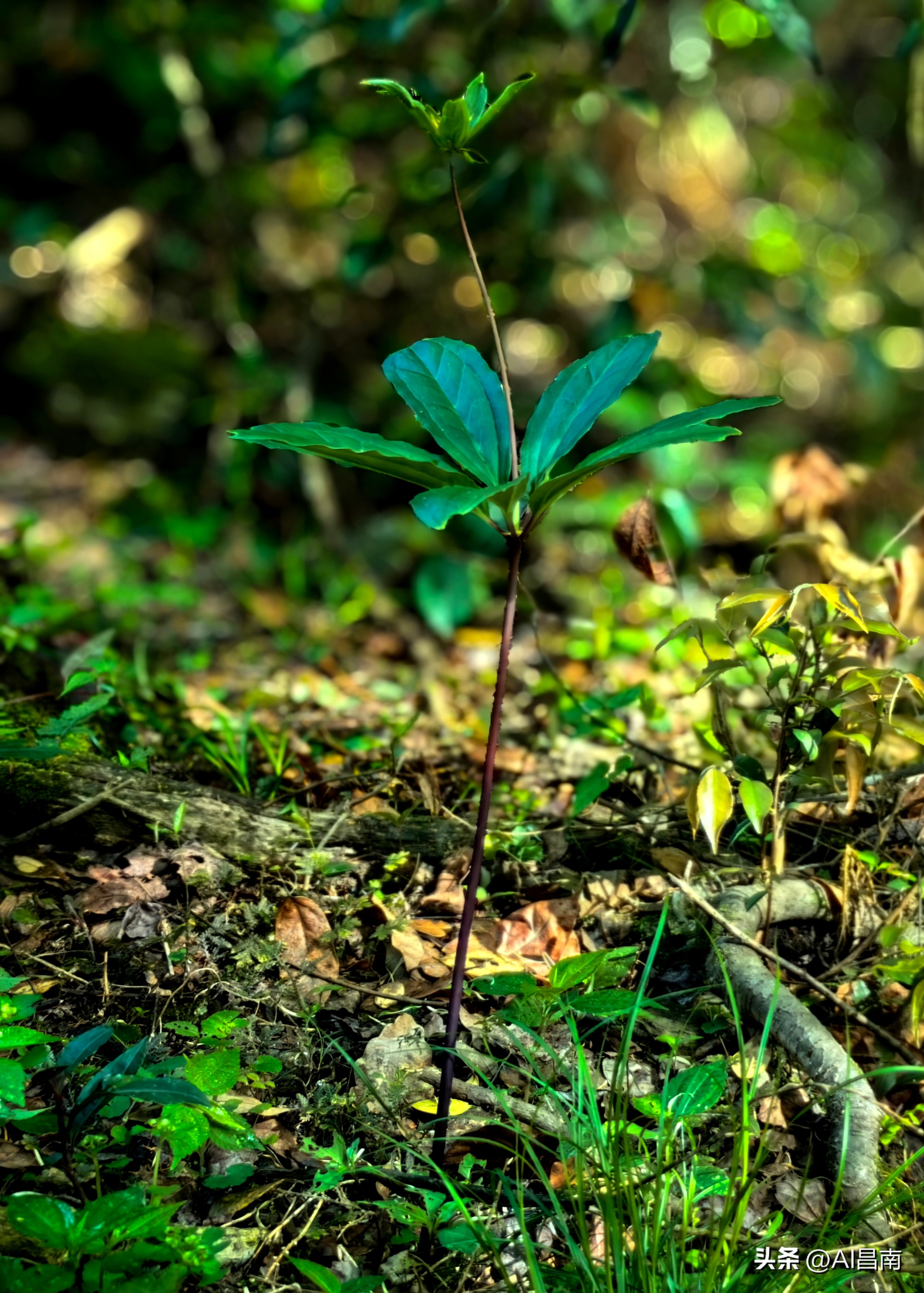 浮梁江村七叶一枝花,江西九岭山首次发现极度濒危植物