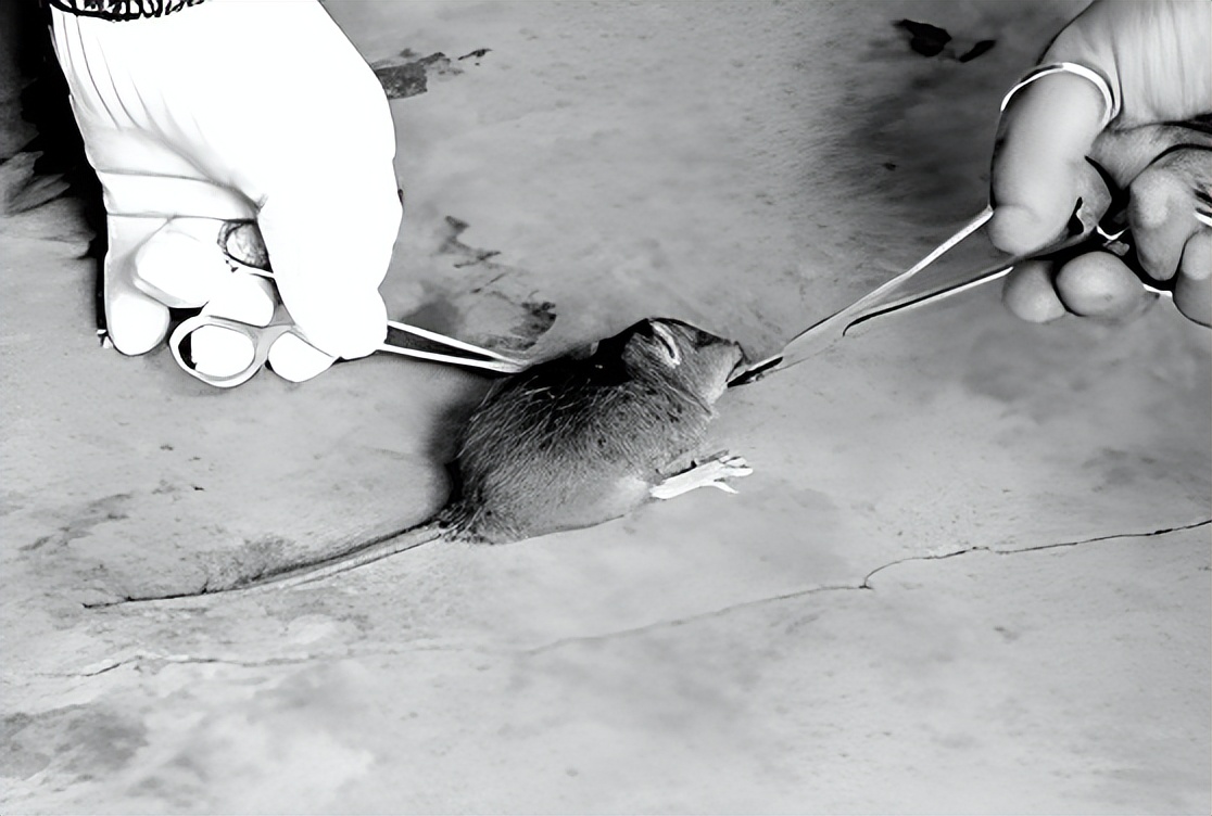 动物冷知识原来老鼠还会笑,老鼠嫉妒仓鼠