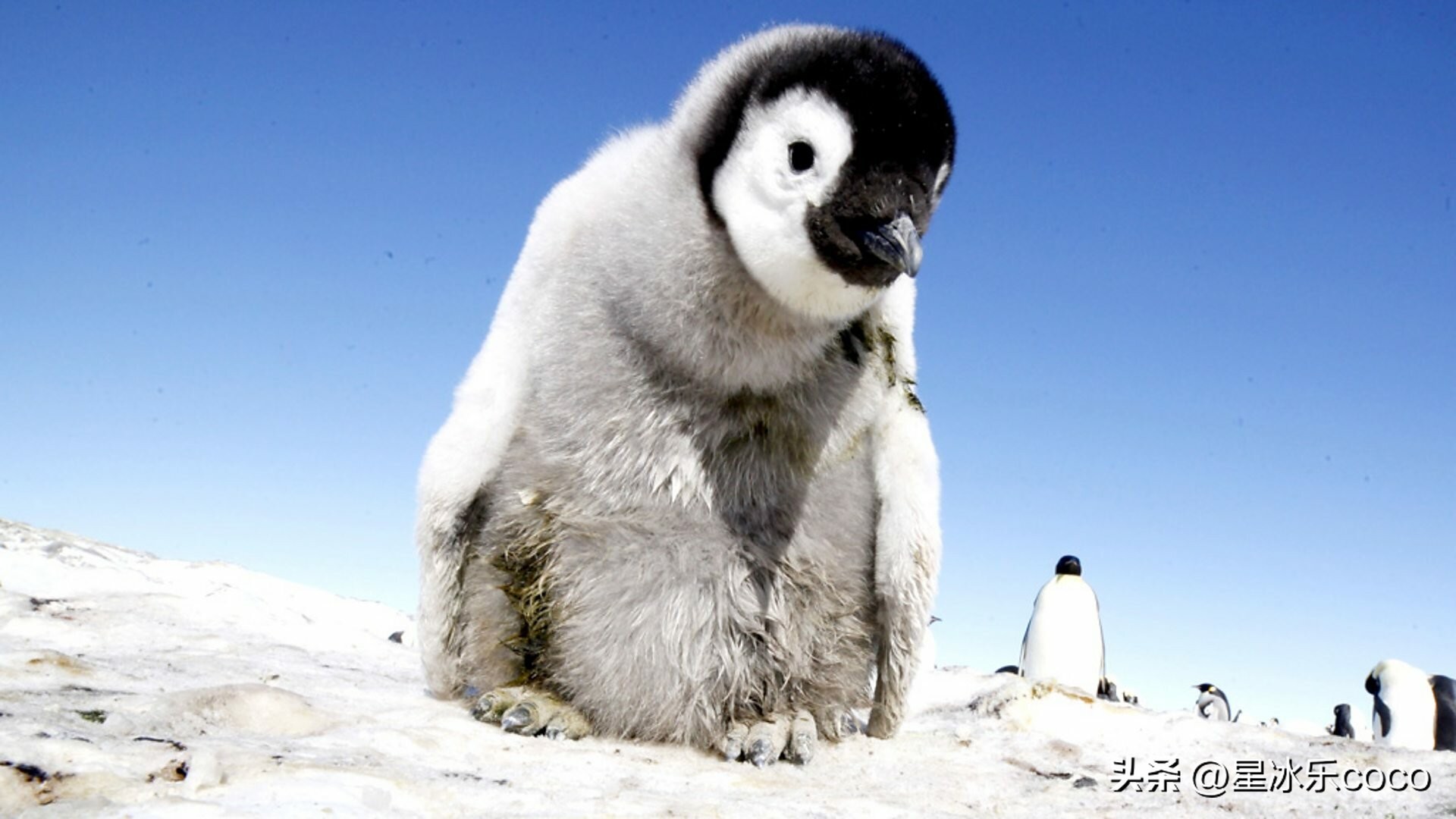 推荐8部bbc神级高分纪录片,bbc十部顶级纪录片下载