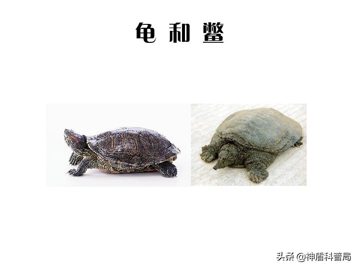 甲鱼和鳖还有王八是一种动物吗,甲鱼乌龟王八和鳖是一个东西吗