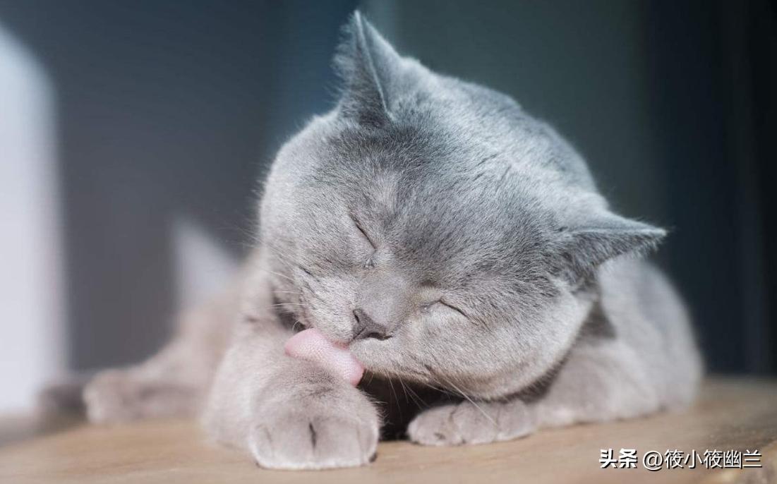 猫咪的习性和外形简单描写,猫咪的习性及常见疾病
