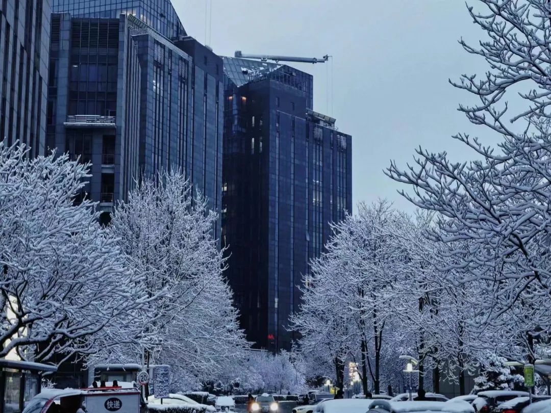 春雪初霁,春雪初霁杏花正芳月上夜吟