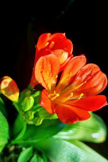 君子兰属兰花,君子兰兰花咋养