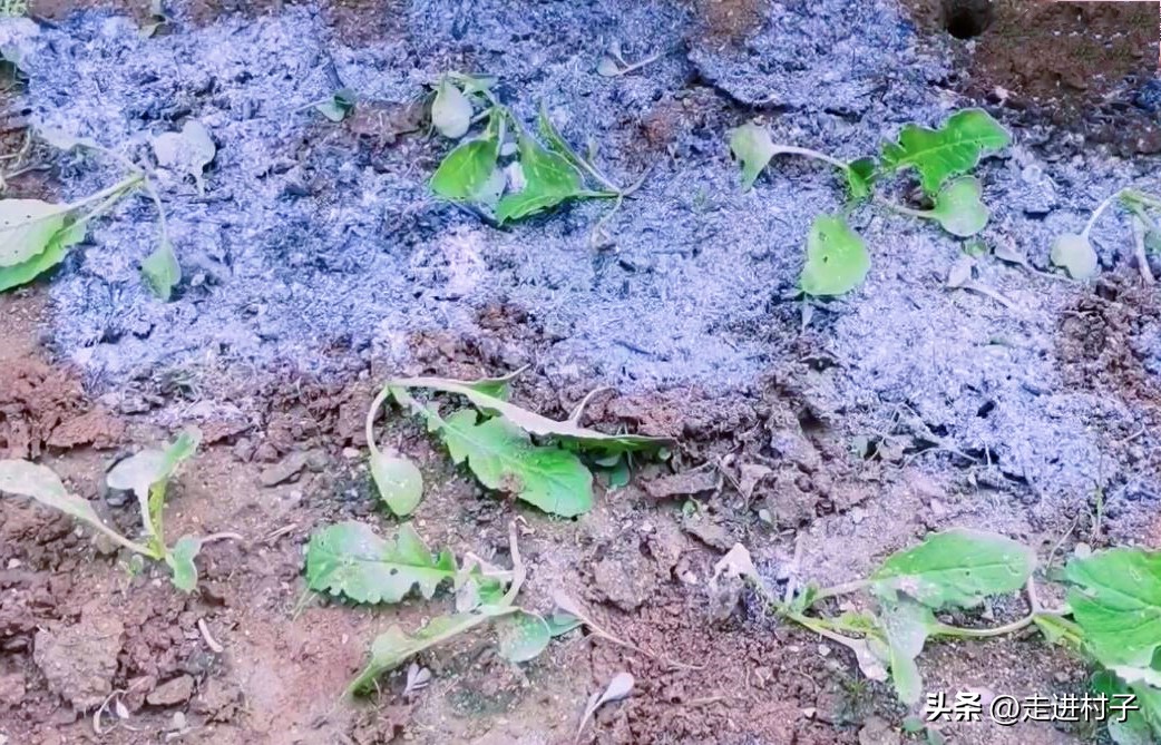 白萝卜最简单的病虫害防治方法,小圆白萝卜种植方法全过程