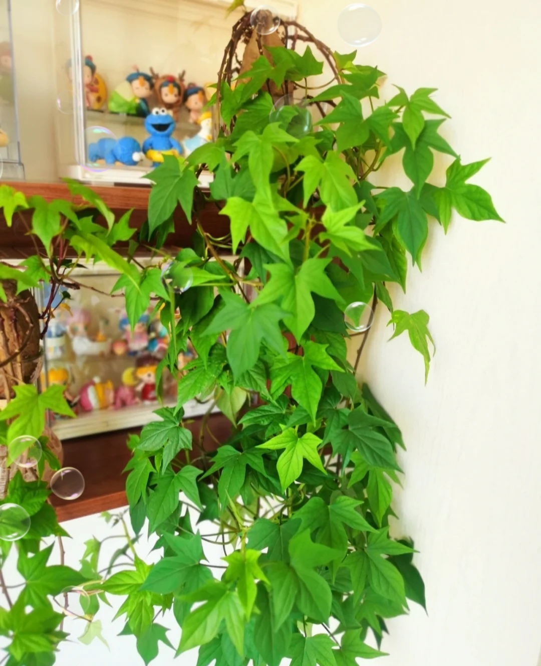 阳台上可以种什么蔬果,阳台上适合种的蔬果