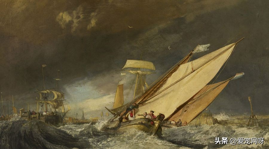 拉布拉多犬怎么养怎么训练,拉布拉多狗属于什么型犬